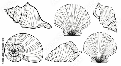 A set of six seashells illustrated in a minimalist line art style on a transparent background