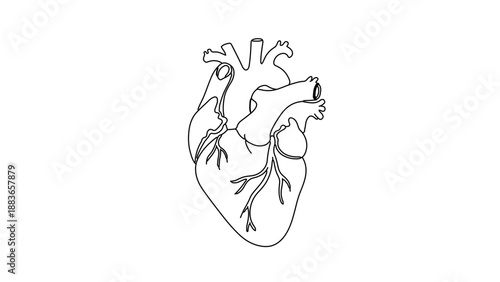 A detailed vector illustration of a human heart in a simple and elegant line art style