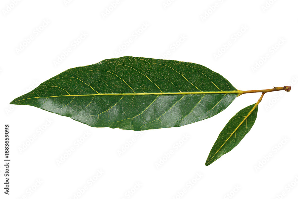 Fototapeta premium Single Green Leaf on White Background