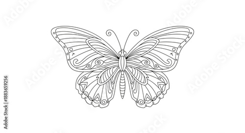 A beautiful line drawing of a butterfly with intricate details