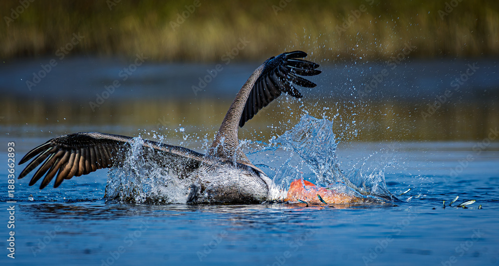 Obraz premium brown pelican, plunge-diving, fish strike.