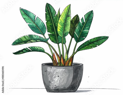 Strelitzia Bird of Paradise Plant in a Textured Gray Pot - Watercolor Illustration