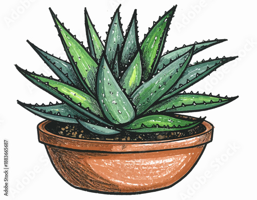 Hand-drawn illustration of a potted aloe vera plant, a succulent with thick, spiky green leaves and white speckles, set against a white background
