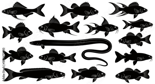 Silhouettes of various freshwater fish species in black on white background.