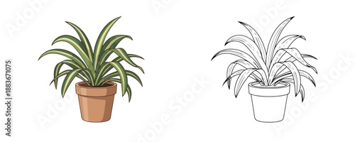 Spider plant in clay pot cartoon and line art style with green and tan leaves representing indoor gardening or botanical coloring book elements on white background