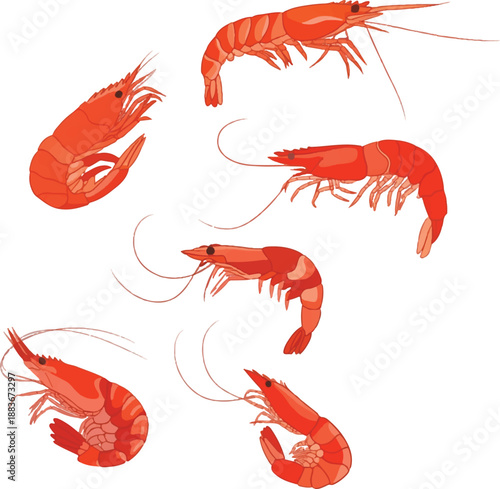 vector illustration of shrimp