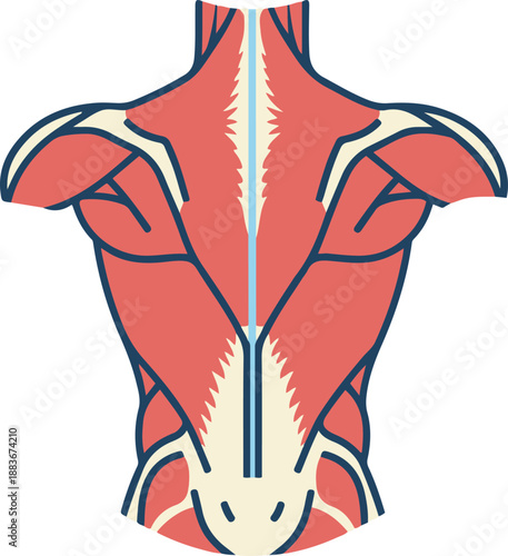 Anatomical vector illustration of the human back musculature, detailed posterior view of the upper torso showing the trapezius, deltoids, and spinal column for medical or educational reference.