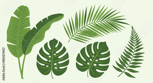 Collection of tropical leaves and palms in a botanical illustration set against a clean background from a straightforward viewpoint