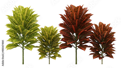 vibrant croton plants with colorful tropical foliage ideal for botanical illustrations and contemporary home decor projects