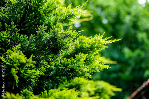 The photo shows a coniferous evergreen tree with green foliage in the background in a city park with a beautiful landscape in summer.