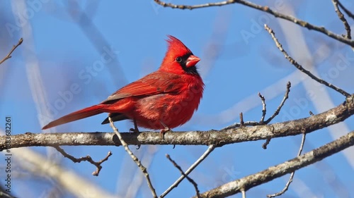 Male northern cardinal red bird perched against winter background
