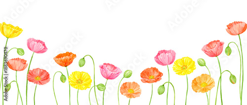 水彩で描いたカラフルなポピーのフレーム