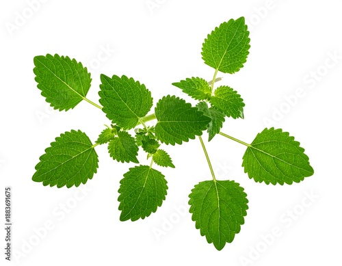 Wallpaper Mural Fresh Green Holy Basil Leaves Isolated. Torontodigital.ca