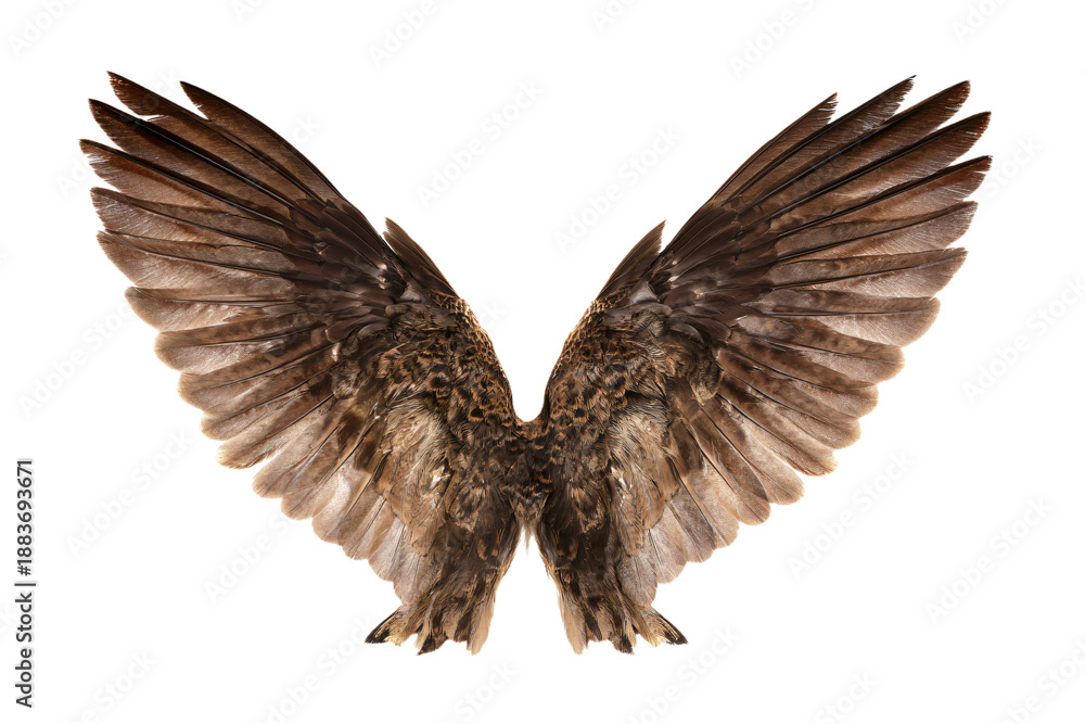 Obraz premium Brown Bird Wings Spread Open