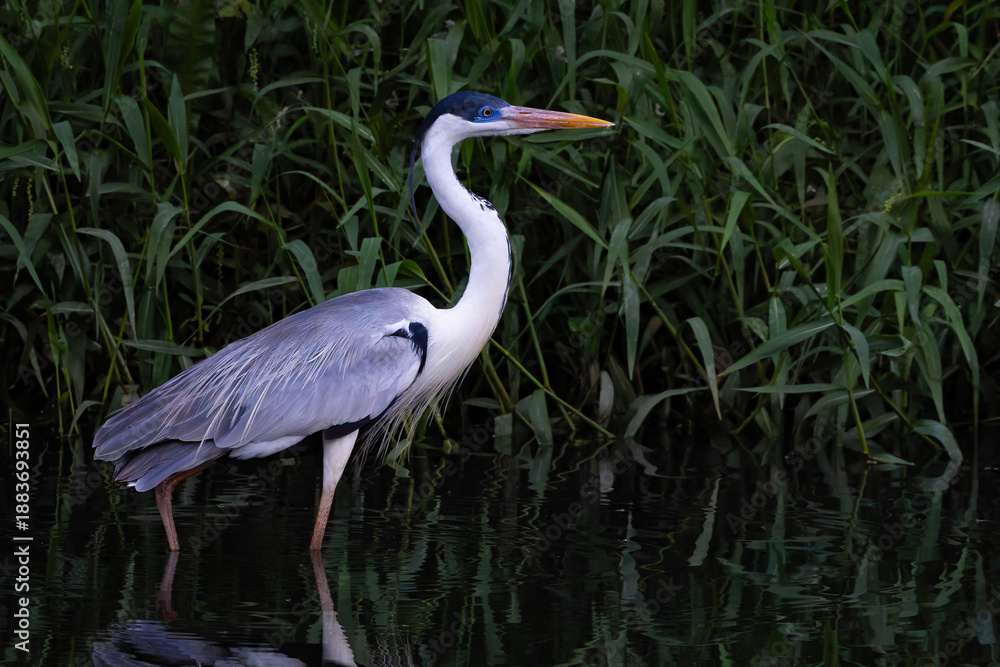 Fototapeta premium Cocoi heron 