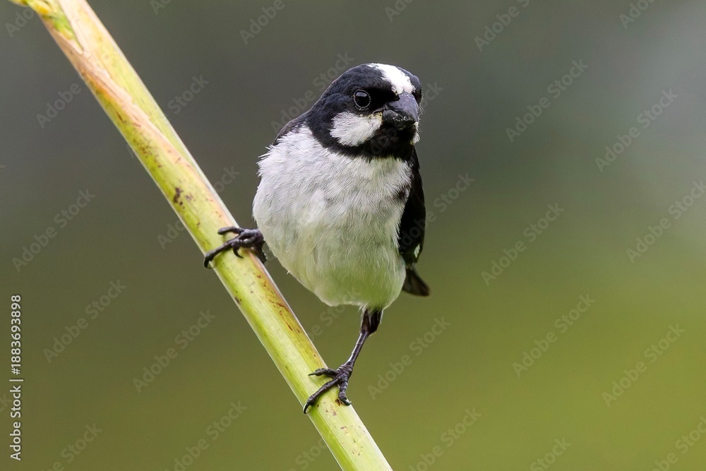 Fototapeta premium Lined seedeater