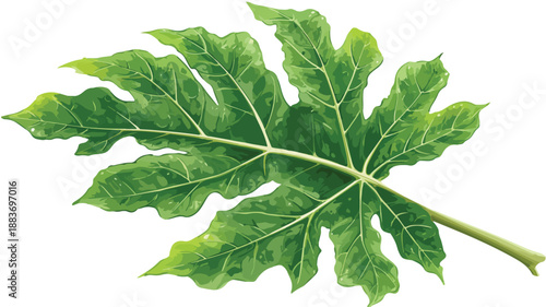 Creative Papaya Leaf Clipart Vector Art and Illustration for Design Projects