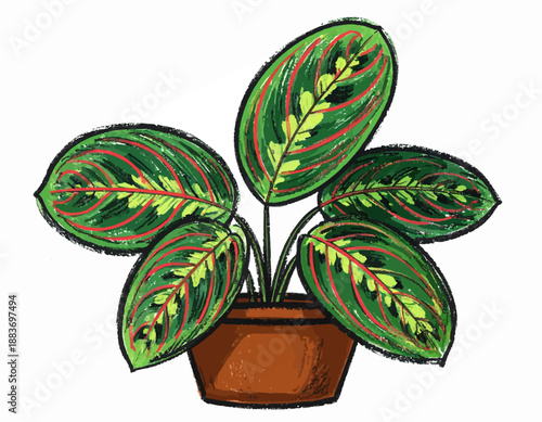 Illustration of a beautiful potted prayer plant with striking green and red leaves, a vibrant addition to any home decor