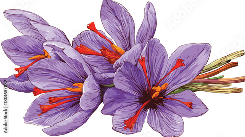 Vibrant Saffron Clipart Vector Art for Professional Illustrations
