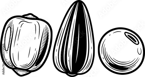 Vintage illustration of three seeds: corn, sunflower, and soybean
