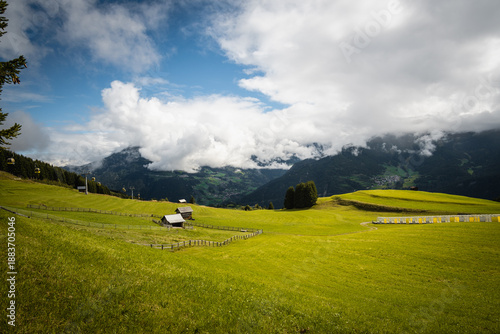 swiss alpine meadow