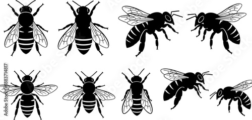Collection of Honey Bee Silhouettes Showing Top and Side Views with Detailed Wing Texture for Apiculture, Pollination, and Insect Ecology Vector Illustration Isolated