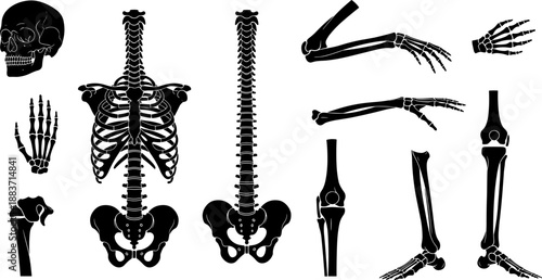 Collection of human skeleton parts silhouettes, including skull, rib cage, spine, arms, hands, pelvis, and legs, anatomy study vector illustration setCollection of human skeleton parts silhouettes, 