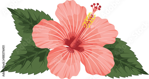 Vector illustration of a blooming pink hibiscus flower with green leaves and a yellow stamen isolated on white background.