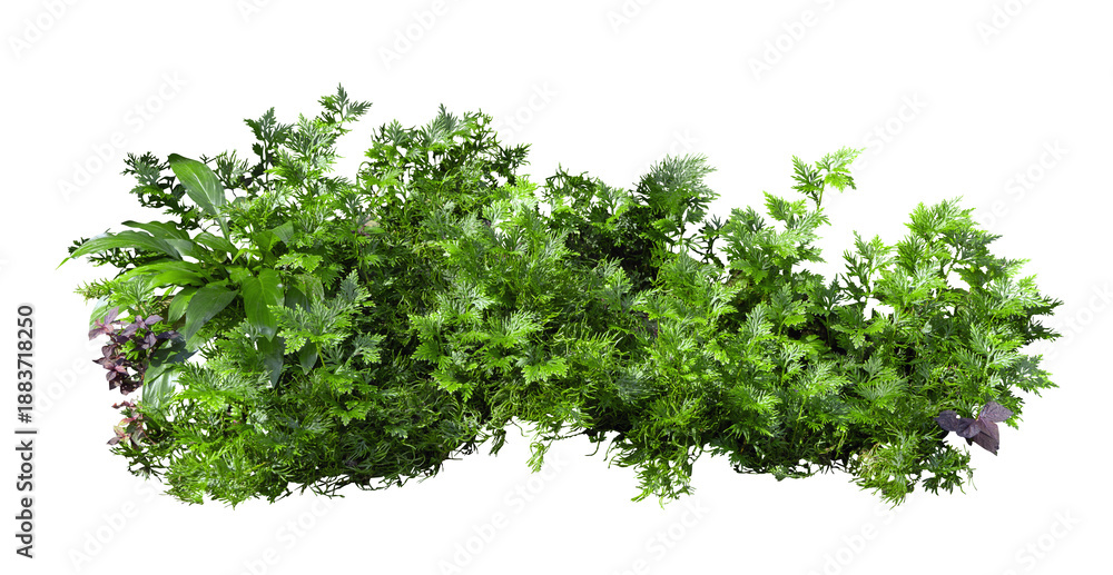 Obraz premium Tropical plant fern grass bush shrub tree isolated on white background with clipping path. 
