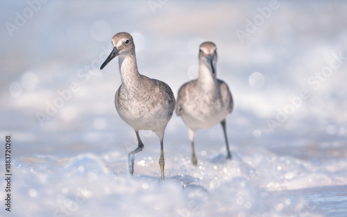 A pair of willets (Tringa semipalmata) foraging along the surf with bubbling and frothing waves crashing around them, Florida.