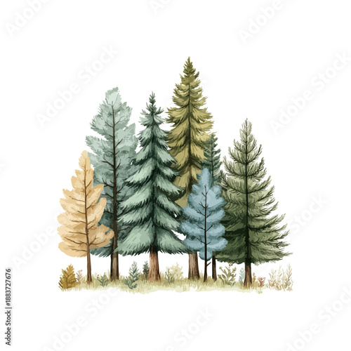pine forest drawn vector illustration