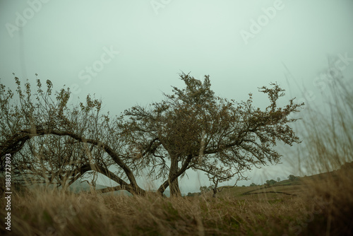 Wallpaper Mural lonely tree in the fog Torontodigital.ca