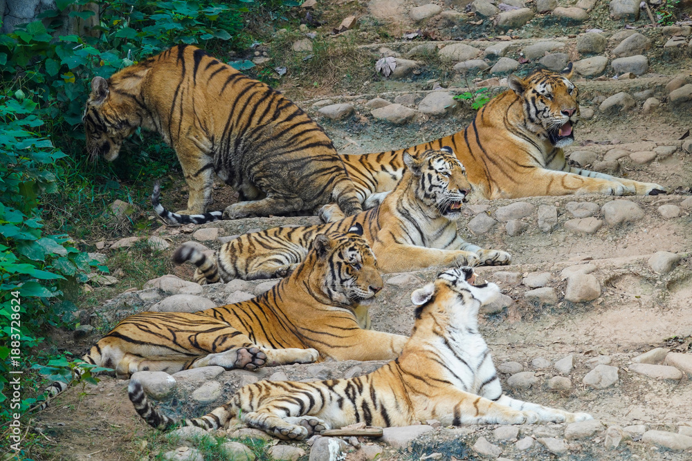 Obraz premium tiger in the zoo