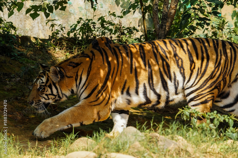 Fototapeta premium Tiger's Secret Ambush​