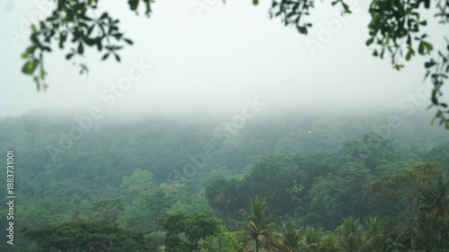 A hill with green trees shrouded in mist. White birds fly by. Blurred foreground of leaves swaying in the wind