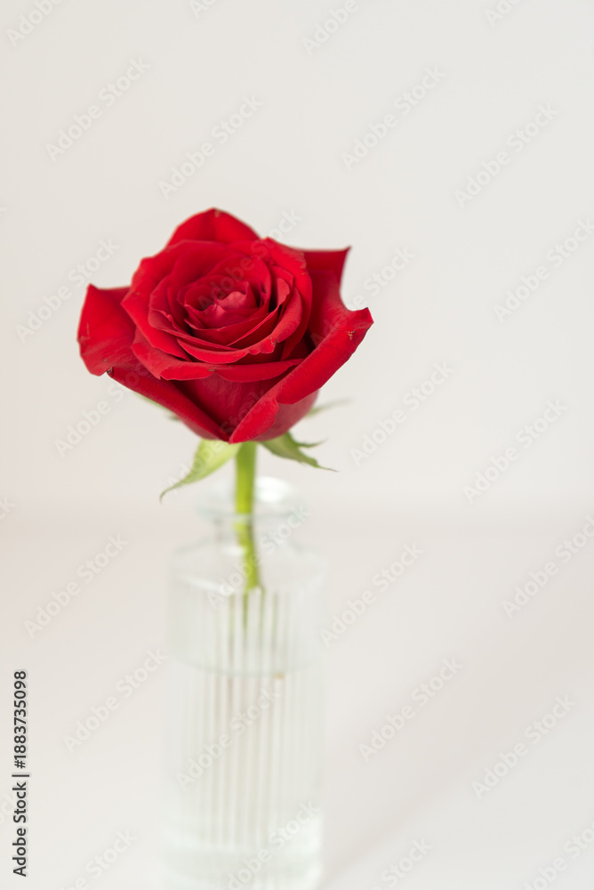 Fototapeta premium Red rose blooming in glass vase, symbolizing love