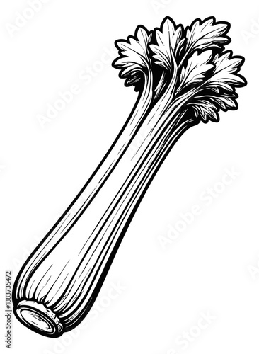 Hand drawn line art illustration of celery depicting a fresh stalk for healthy food concepts