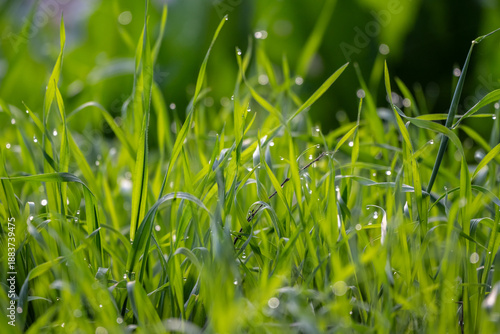 Winter rains bring green grass with early sunlight reflecting on dew drops