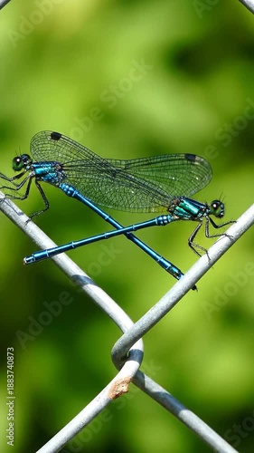 Wallpaper Mural Two blue damselflies on a chainlink fence Torontodigital.ca