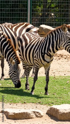 Wallpaper Mural Two zebras grazing peacefully in a zoo enclosure Torontodigital.ca