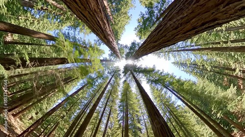 Wallpaper Mural Low-angle shot of tall trees with green leaves converging towards a bright sun in a forest with a clear blue sky. Torontodigital.ca