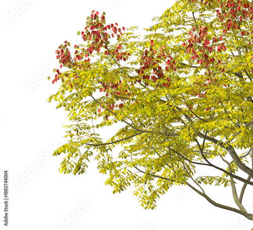 Autumn tree branch isolated on transparent background. Deciduous tree branch with fall leaves isolated on transparent background. Autumn tree leaves isolated white background. Autumn leaves PNG.