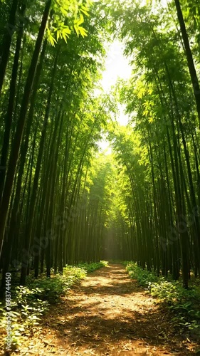 Wallpaper Mural Lush green bamboo forest path Torontodigital.ca