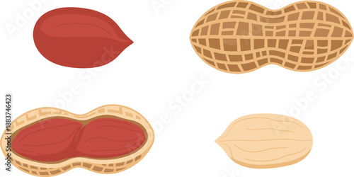 Peanut illustration, whole shell peanut, red-skinned kernel, split-open shell, food ingredient drawing, botanical nut study, agriculture crop design