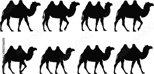 Set of Bactrian Camel Silhouettes Featuring Two Humped Desert Animals in Walking Poses Isolated on White Background for Middle Eastern Designs