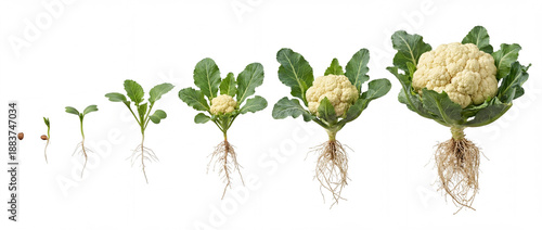 Cauliflower plant growth cycle Brassica oleracea botrytis © Ilia