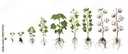 Cotton plant growth cycle variant Gossypium hirsutum © Ilia
