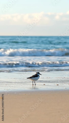 Wallpaper Mural Shorebird feeding along the beach shoreline Torontodigital.ca