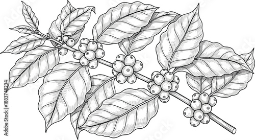Botanical coffee plant illustration, black and white drawing, coffee branch with cherries, textured leaves, agricultural sketch, scientific plant morphology