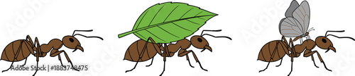 Cartoon ant illustrations showing leafcutter, winged ant, colony roles, insect behavior, nature diversity, entomology, biology, ecosystem, teamwork